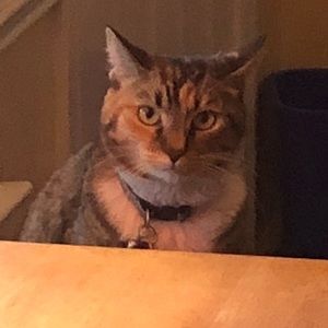 Meet your Posher, Lisa